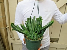 Huernia zebrina Succulent