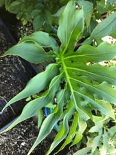 Spathantheum fallax tubers, South American Aroid Tropical Plant