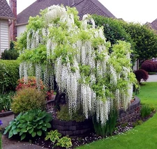 White Wisteria floribunda Alba Tree Seeds Climbing Flower Vine Plant Rare Hardy