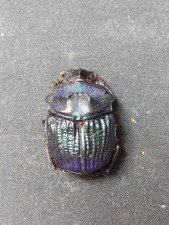 標本 Brazil Phanaeus dejeani 16mm 17mm 標本 Brazil Phanaeus