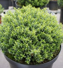 Hebe Odora New Zealand Gold - Large 3Ltr Pot Evergreen Shrub Full Hardy