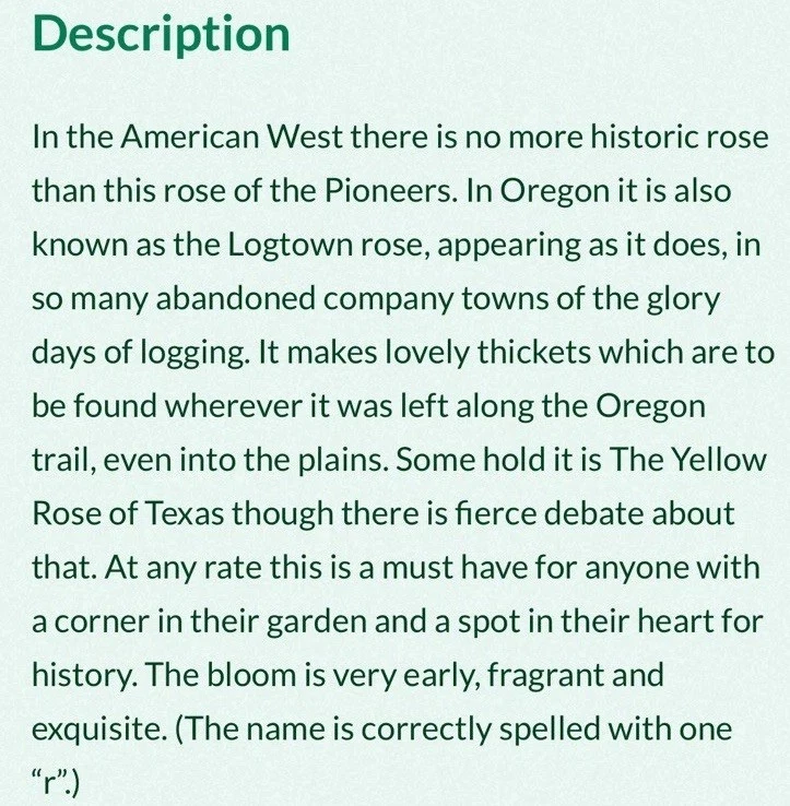 Harrison’s Yellow Rose Pioneer Var. Heritage Resilient Bare root Very Hardy - Image 4 of 4