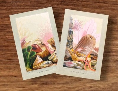 Paar antike 1850er Meer Ozean Anemonen Tiere Schnecken Buchdruck Kunst Bilder