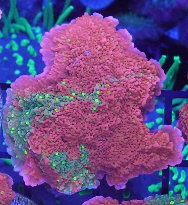 [WYSIWYG] WWC Sunfire Grafted Monti Cap Frag #9 Easy Montipora SPS Live Coral