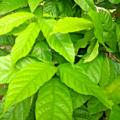 monstera peru variegata Monstera Karstenianum Variegated (Peru Variegated) – oramicin main image 0