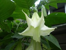 Brugmansia suaveolens 100 Seeds White Flower - Angel's Trumpet