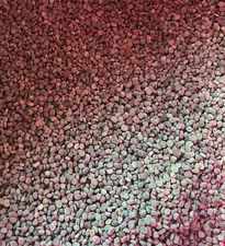 1/2 lb. American Ginseng Seed (Fresh Fully Stratified American Ginseng Seed)