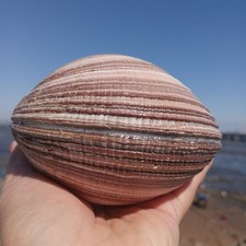 10cm Blue Clam Aquarium Tank Natural Seashell Conch Home Ornament Large Shell