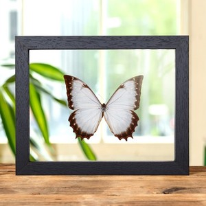 Morpho Theseus | eBay