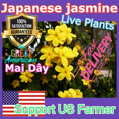 Jasminum mesnyi Sun Glo Hardy Yellow primrose Japanese Jasmine Mai