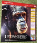 Endangered Animals Card - Mammal - Chimpanzee #20