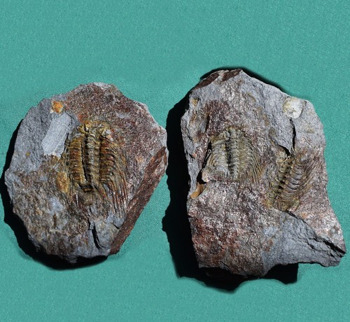 Double Leonaspis chacaltayana trilobites in same concretion of Bolivia silurian
