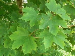 Norway Maple Acer Platanoides Tree 40 60cm Cell Grown Ebay Norway Maple Acer Platanoides Tree 40 60cm Cell Grown Ebay