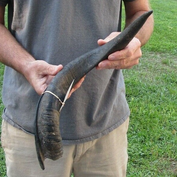 21 inch Natural South African Kudu horn to make shofar, taxidermy
