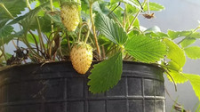 Sale431 yellow Strawberry gelbe Erdbeeren 10 Samen Fruchtsamen