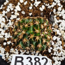 No rooting-   Gymnocalycium spegazzinii  -Ariocarpus