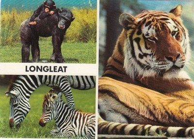 Postkarte Löwen des Langleinentigers Zebra Schimpanse Zoo Int John Hinde My Ref QW