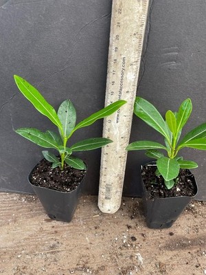 yucca plant houseplant Buy Lily Yucca Palm – Hardy Houseplant Vienna – MO BLUMEN main image 0