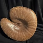 Antique Draper And Maynard 1930's Catchers Mitt  — photo 1