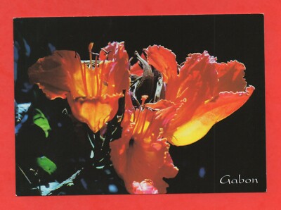 Flore du Gabon   Tulipier du Gabon (J5820) Blumen Postkarte 2004 1x