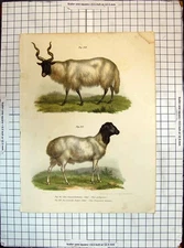 Old German Colour Animals Schaf Turkische Zackel Stummelschwanz Goat