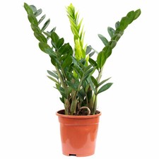 Gl&uuml;cksfeder - Zamioculcas zamiifolia 3+ - H&ouml;he ca. 55 cm, Topf-&Oslash; 17 cm