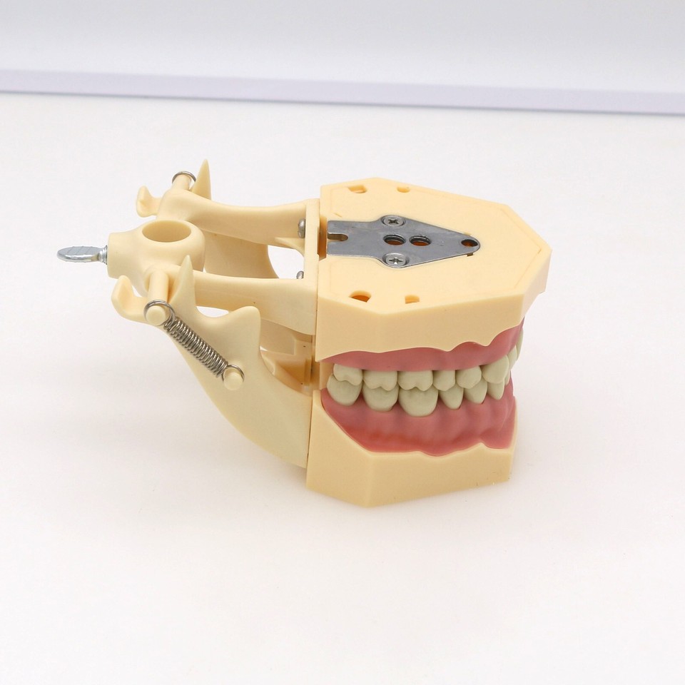 Typodont Dentaire Frasaco AG3 - Modèle De Mâchoire Avec 32 Dents Amovibles à Visser