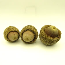 Burr Oak Acorns with Caps Lot of 3 South Central Texas for Crafts