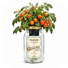 Orange Hat Micro Tomato Grow Kit Mason Jar Hydroponic Indoor Planter