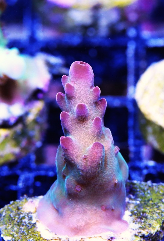 CDU Pink Matador Acropora Frag Zoanthids Zoa Paly SPS LPS Corals, WYSIWYG