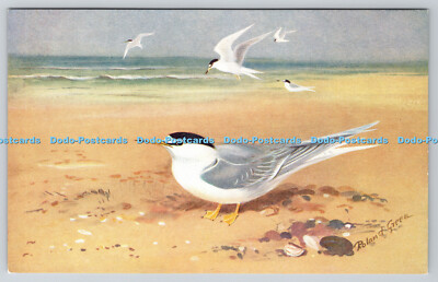R763050 Little Tern Bird R S Serie Roland grün
