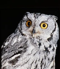 OWL close-up - Stereo Realist Slide by Paul R. Milligan #517
