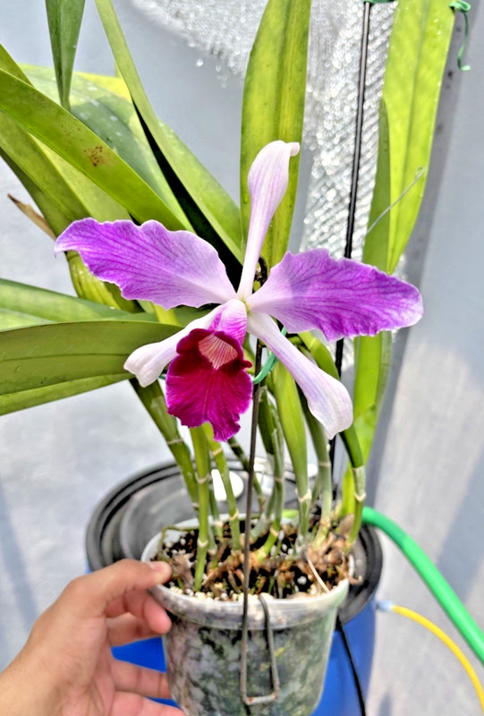 Laelia Purpurata Flamea Cattleya Species Bareroot Division Best Flower Shape