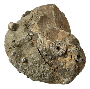 OBO🪨🦴 FOSSIL ~1 lb CRINOID STEMS NODULE NATURAL STONE DISPLAY (FOSSIL #22)🦴🪨