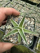 Agave victoriae reginae Albomarginata ‘White Rhino’ variegated Succulent Agaves