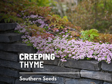 Creeping Thyme Seeds, Heirloom Ornamental Groundcover Herb, USA Grown