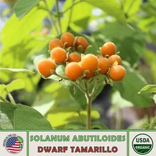 20 Dwarf Tamarillo Seeds, Solanum Abutiloides, Organic, Non-GMO, Genuine USA