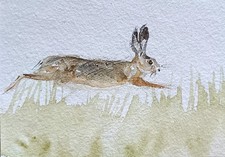 original watercolor painting ACEO hare rabbit animal art wildlife rural #SIBY