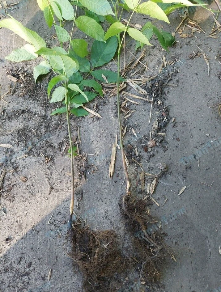 TRES (3) árboles de nogal negro, Juglans Nigra, planta viva plántula de raíz de barra Foto 2 de 4
