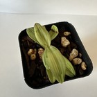 RARE  EXTRAORDINARY VARIEGATED PAPHIOPEDILUM DELANATII Orchid Plant — photo 6