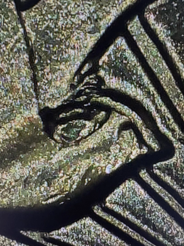 2024 P Roll Zitkala-Sa 5 Roll Lot Possible Chip Errors ( Read Description ) - Image 2 of 4