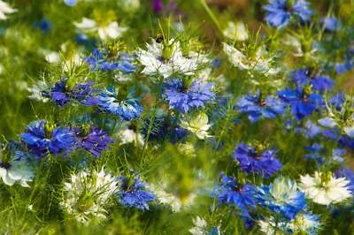 SEEDVILLE USA 400 Blue & White LOVE IN A MIST Nigella Damascena Fennel Flower Seeds