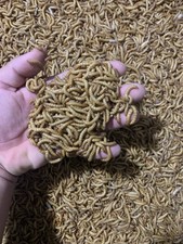 Live Mealworms Large 500 Feeder Insect Free Shipping
