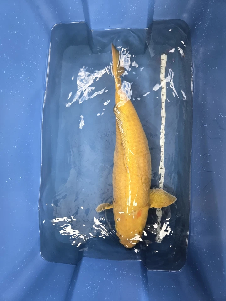 26 In Jumbo Chagoi Live Koi Fish - Image 2 of 4