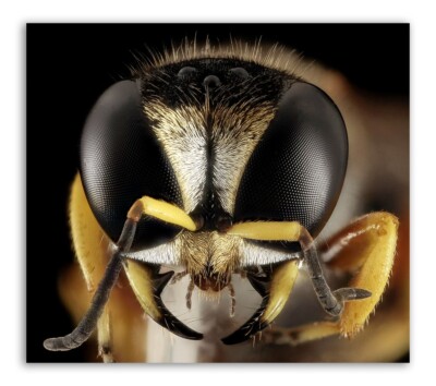 WASP INSECT, Macro HEAD SHOT Photo Print (Borderless) Poster 15x13 in''