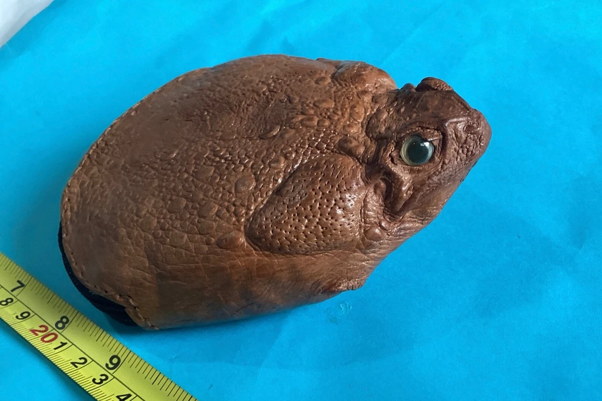 1 bigger coin wallet leather Real Philippine cane toad frog Rhinella Marina