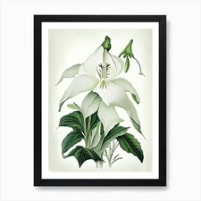 White Trillium Wildflower Vintage B Framed Wall Art Poster Canvas Print Picture
