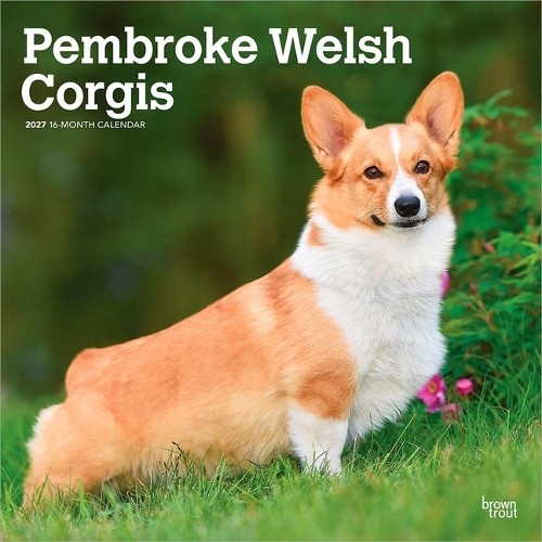 Light Pembroke Welsh Corgis Calendar 2027, Wall Calendars, Month To View, Dogs, Gift - Image 4