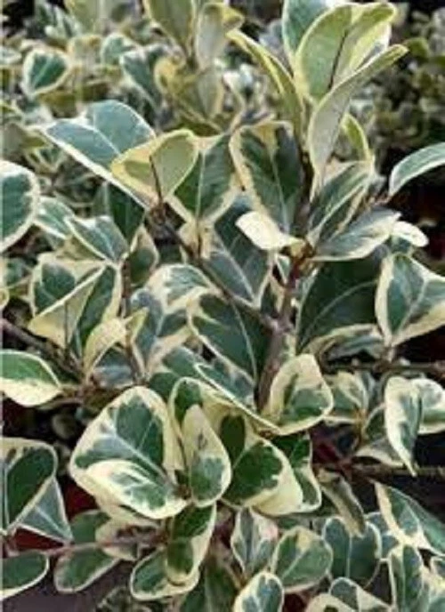 Ficus Triangularis Variegata- 2 cuttings, no roots