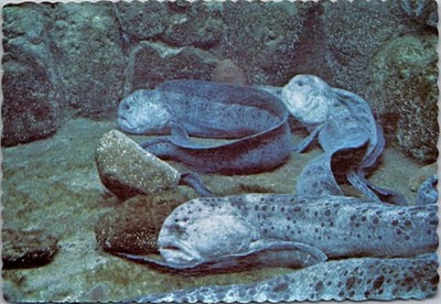 Vtg Seaside Aquarium Wolf Eel Oregon Postcard